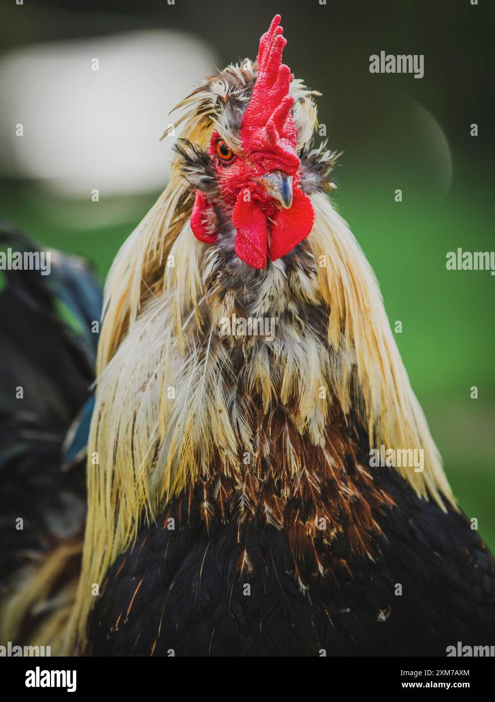Feeding a rooster hi-res stock photography and images - Alamy