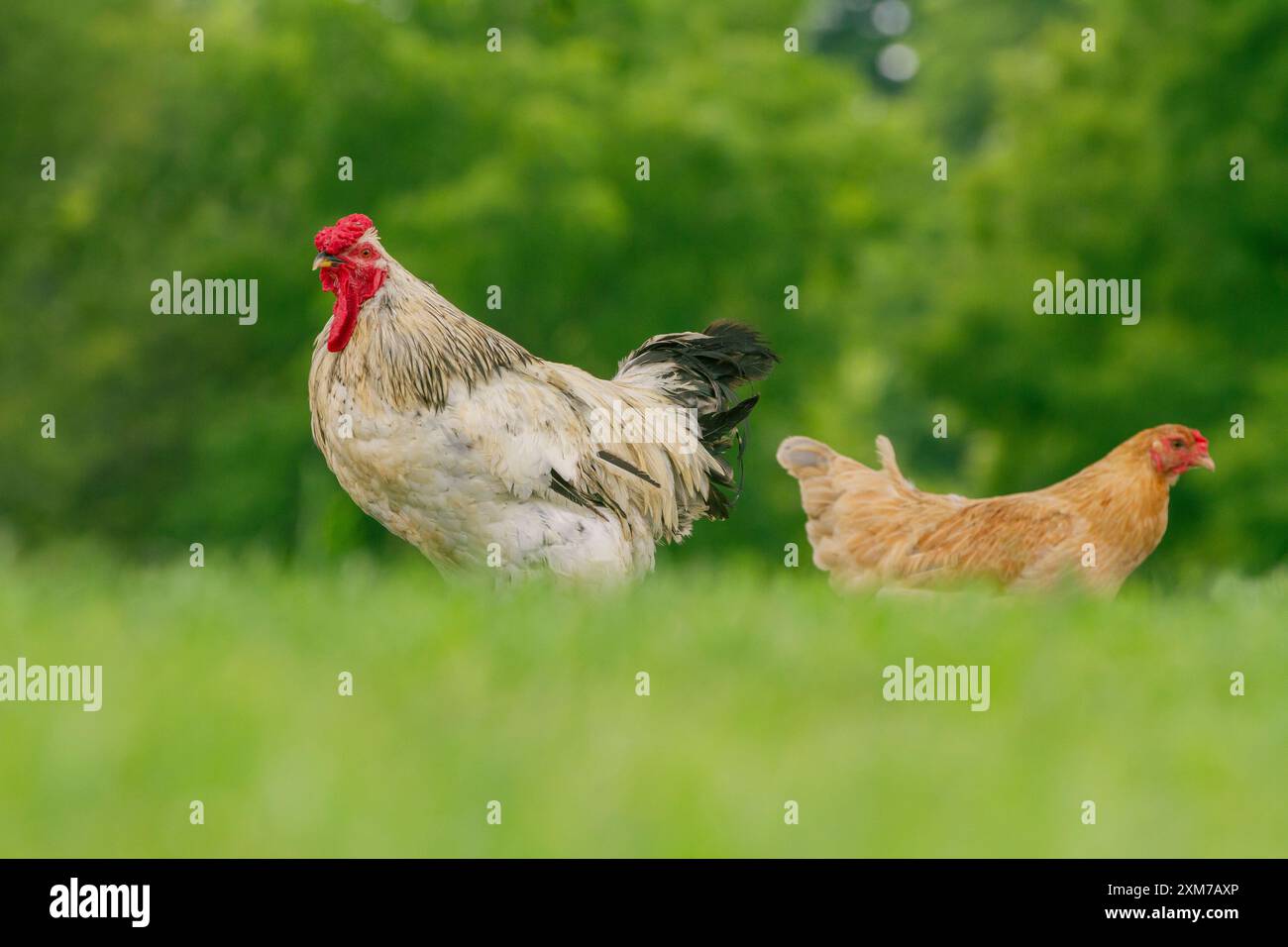 Portrait of a chickens walking in a lush grassy field during a warm summer day. Horizontal Stock Photo