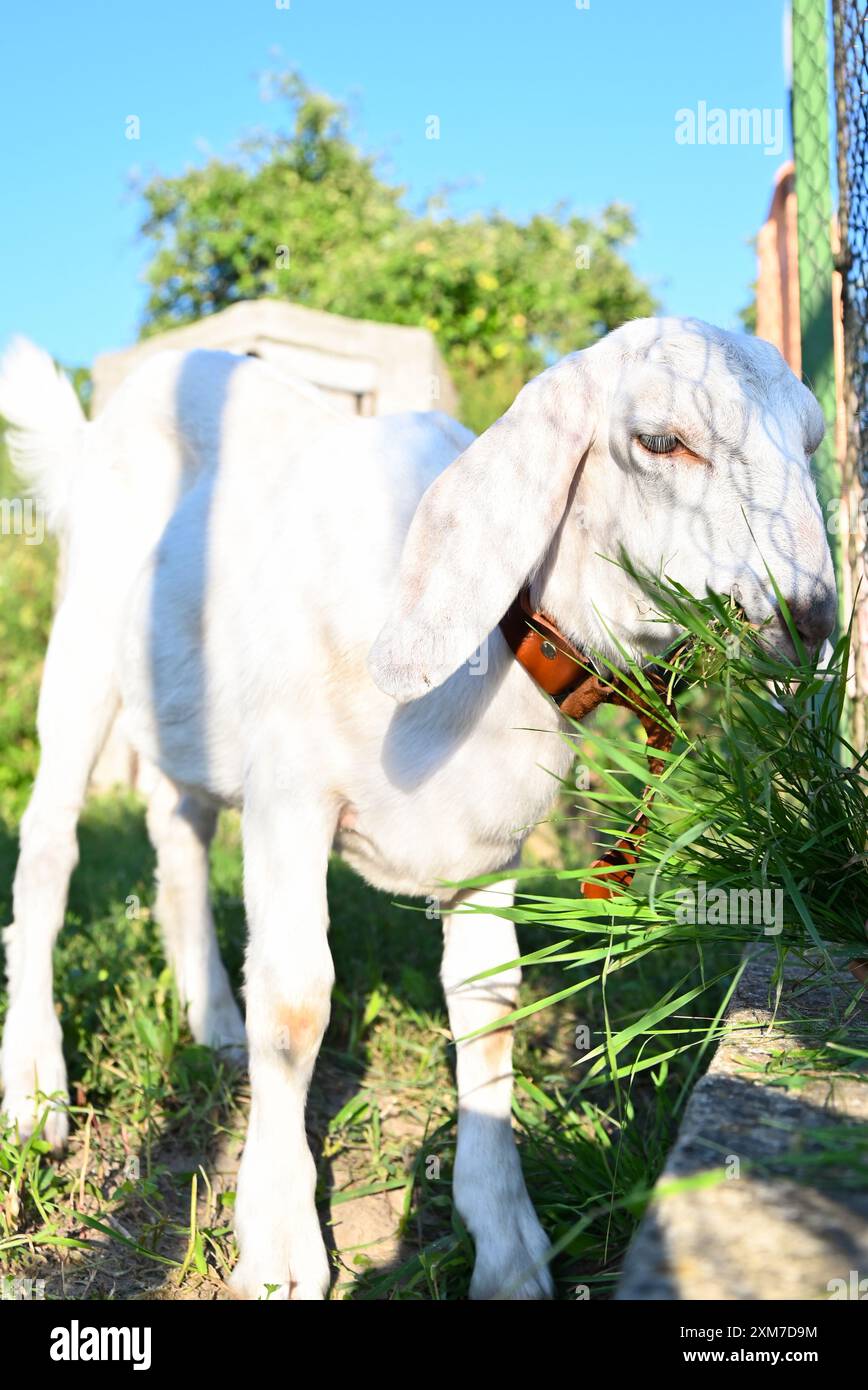 a goat eating grass in front of a fence with a rope around its neck ...