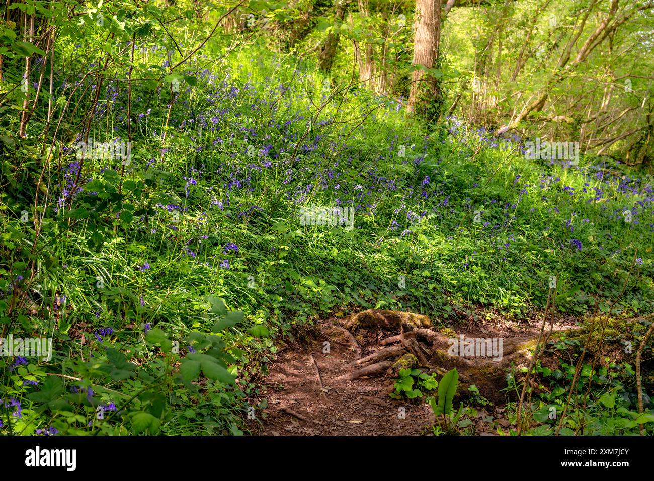 Spring in bristol hi-res stock photography and images - Alamy