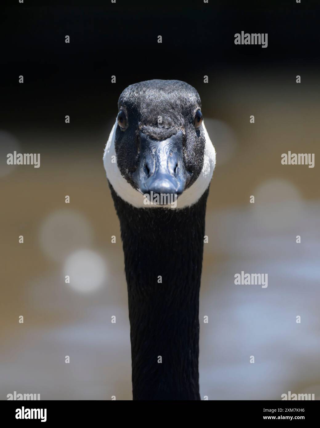 Close up headshot of Canada goose (Branta canadensis), sometimes called Canadian goose, with bokeh in background Stock Photo