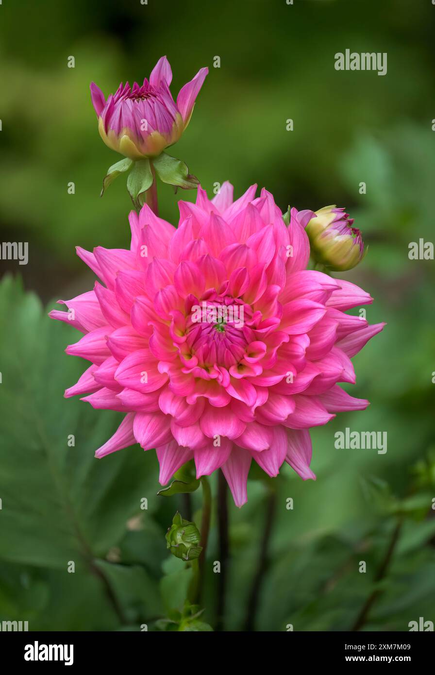 Close up Macro image of beautiful bright pink flowering Dahlia called ...