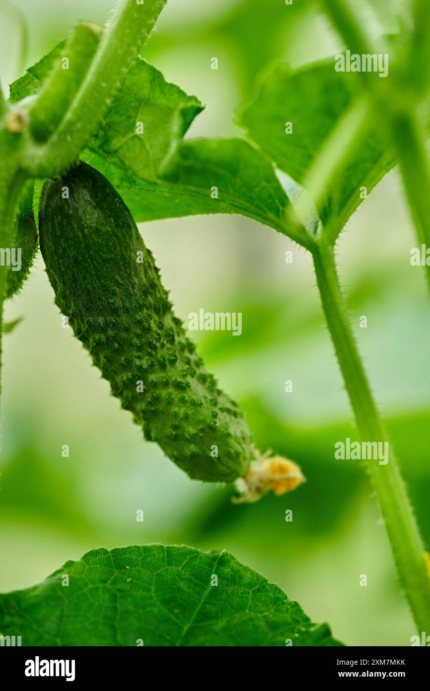 Cucumis sativus plant hi-res stock photography and images - Alamy