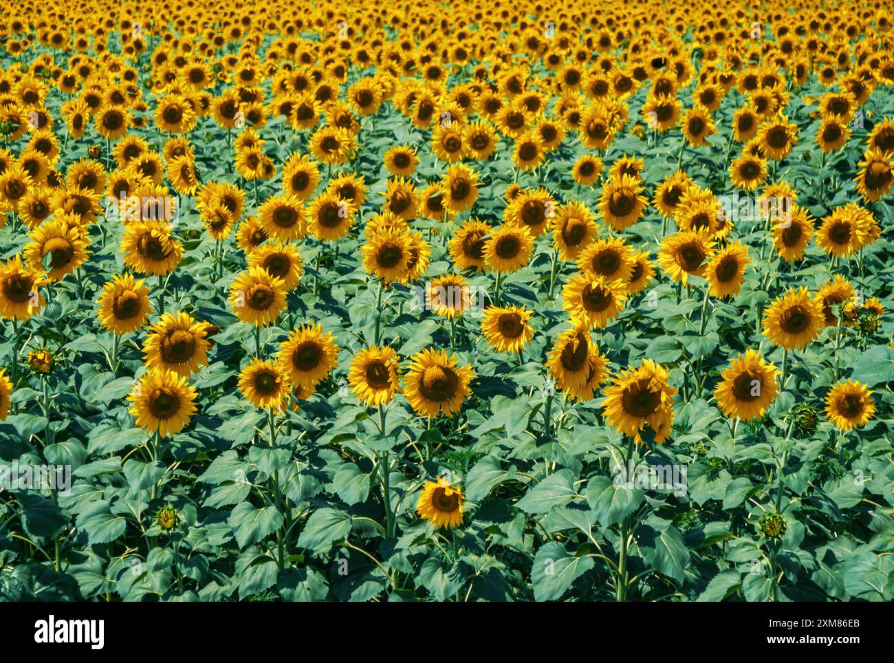 Vast field of sunflowers under a bright blue sky in summer sunshine ...