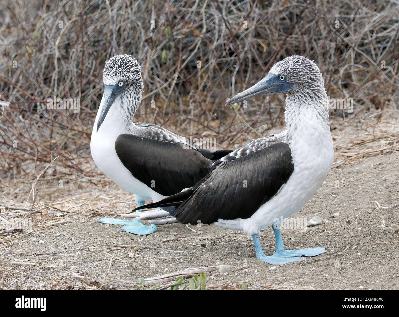 Blue footed Booby Blaufu t lpel Fou Pieds Bleus Sula Nebouxii blue-footed-booby-blaufu-t-lpel-fou-pieds-bleus-sula-nebouxii