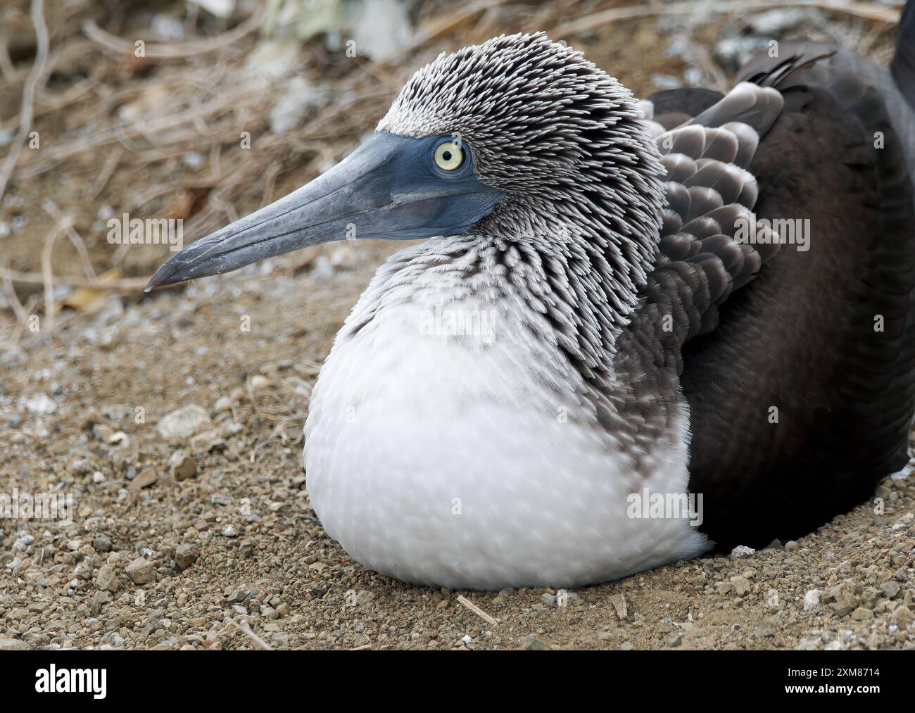 Blue footed Booby Blaufu t lpel Fou Pieds Bleus Sula Nebouxii blue-footed-booby-blaufu-t-lpel-fou-pieds-bleus-sula-nebouxii