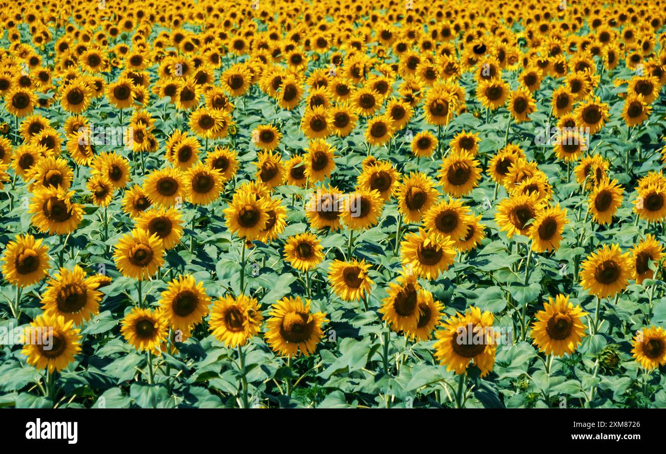 Vast field of sunflowers under a bright blue sky in summer sunshine ...