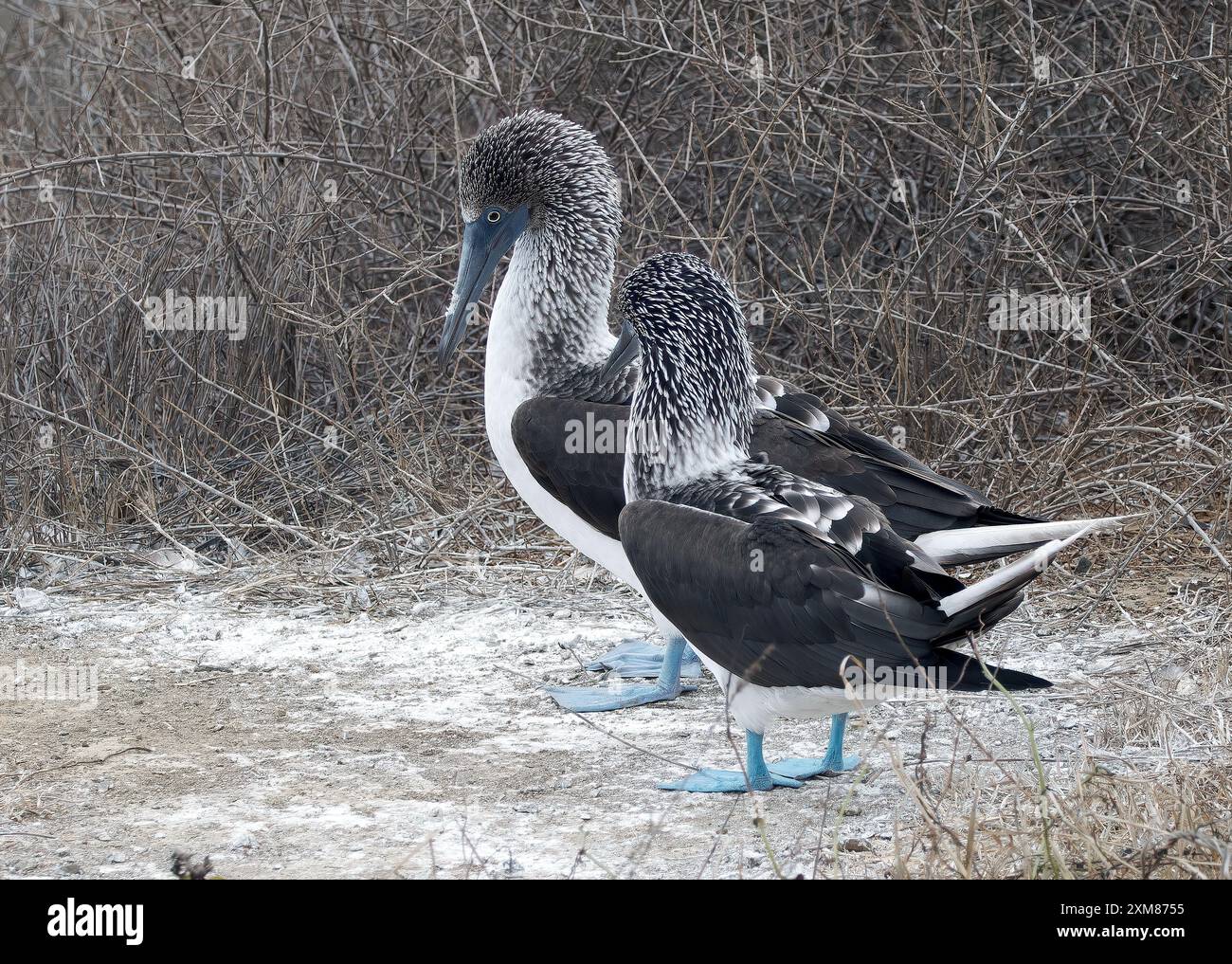 blue-footed-booby-blaufu-t-lpel-fou-pieds-bleus-sula-nebouxii