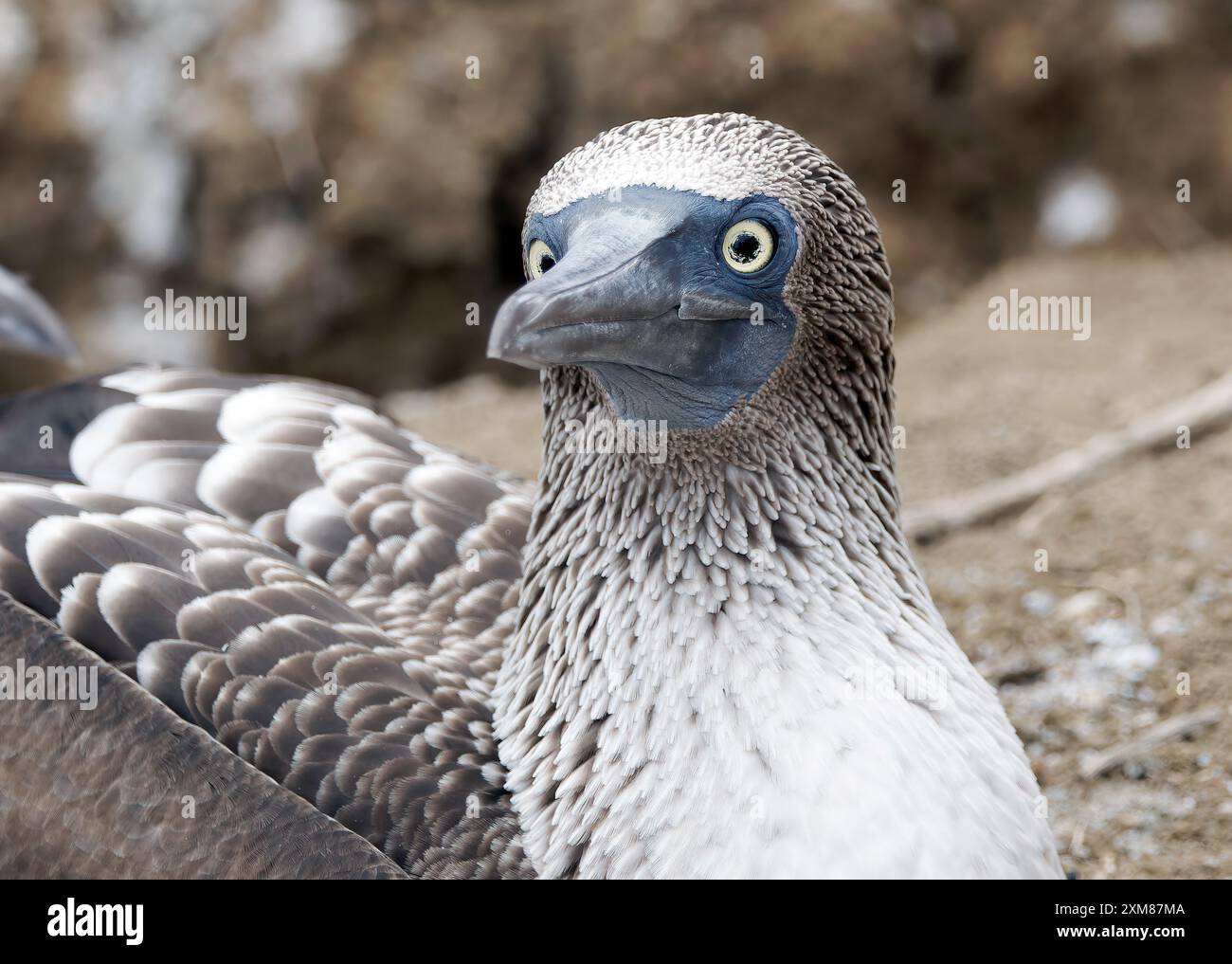 Blue footed Booby Blaufu t lpel Fou Pieds Bleus Sula Nebouxii blue-footed-booby-blaufu-t-lpel-fou-pieds-bleus-sula-nebouxii