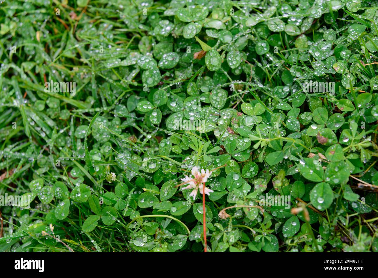 View green grass raindrops hi-res stock photography and images - Alamy