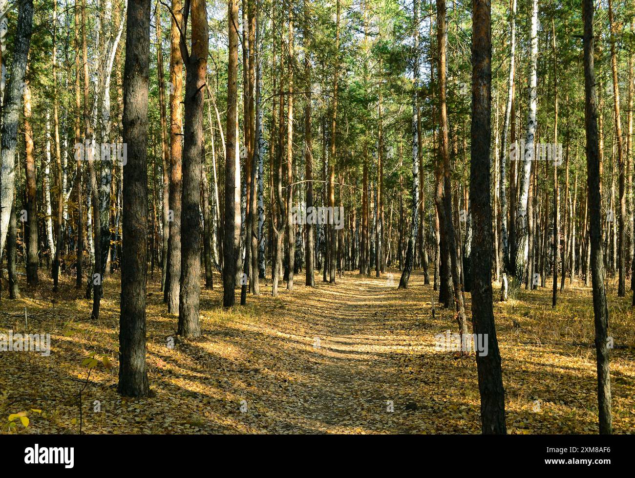 Dense thickets many trees hi-res stock photography and images - Alamy