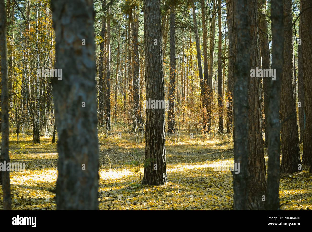Sun drenched forest dense hi-res stock photography and images - Alamy