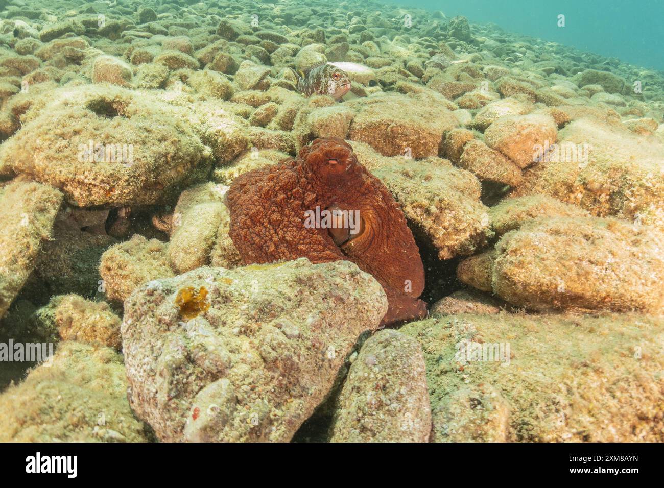 Octopus king of camouflage in the Red Sea, Eilat Israel Stock Photo