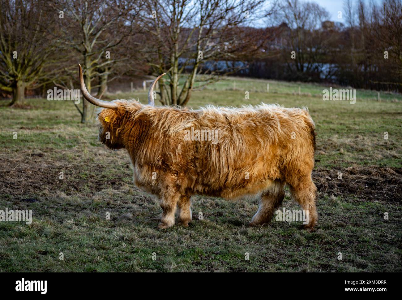Scottish highland cow drawing hi-res stock photography and images - Alamy