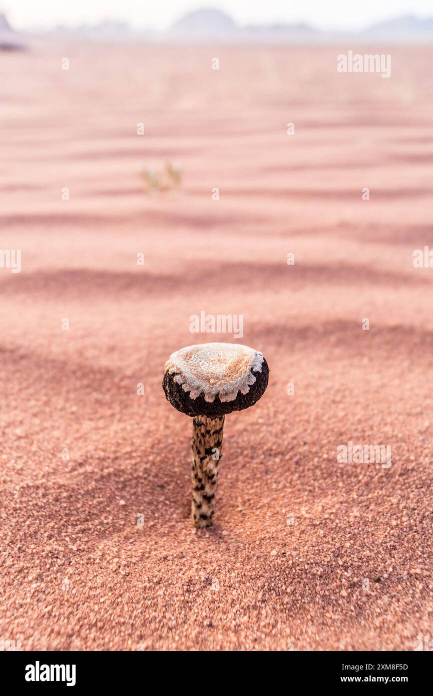 A desert plant in the sand at Wadi Rum, Jordan Stock Photo