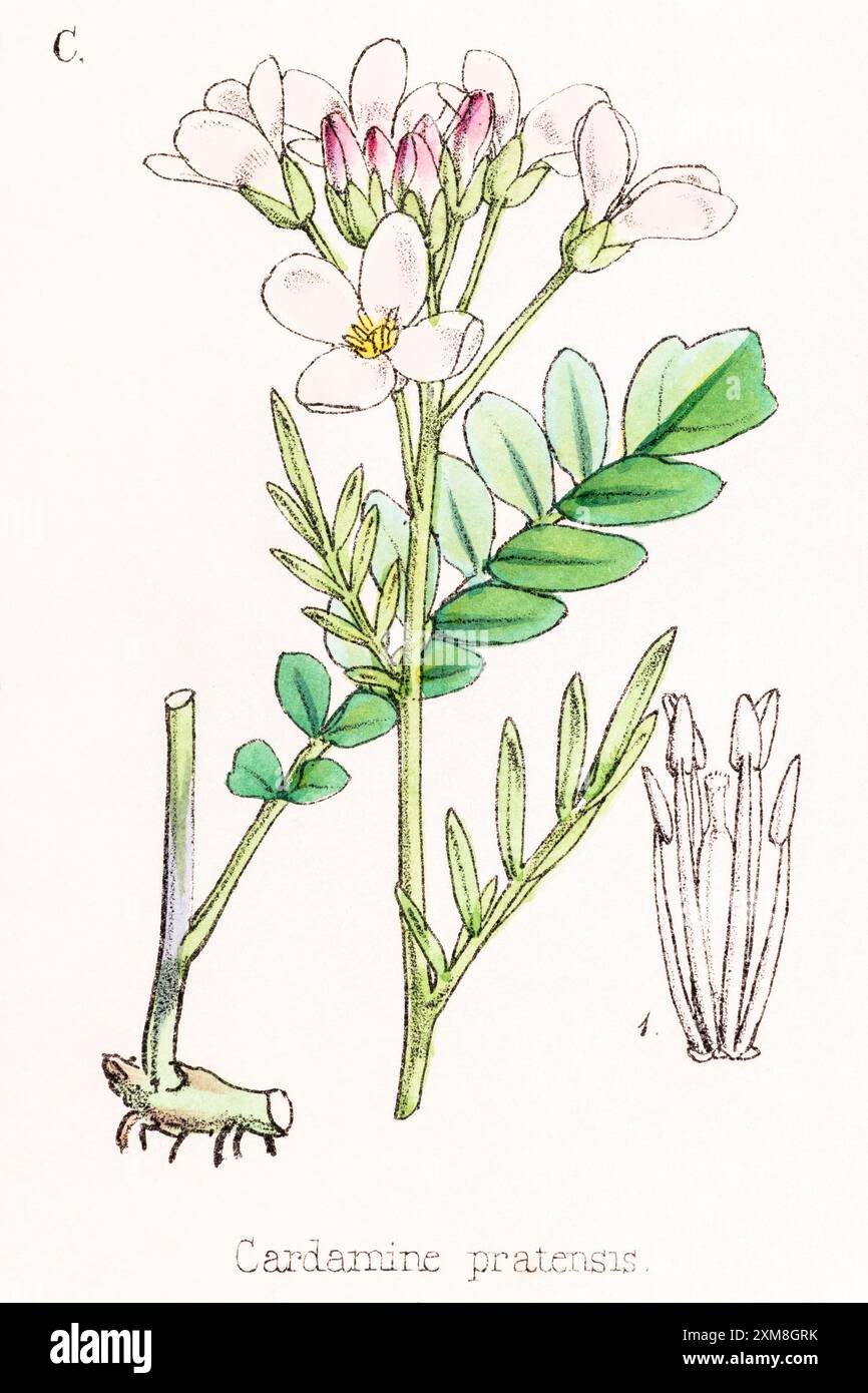 19th c. hand-tinted botanical illustration of Cardamine pratensis / Lady's Smock in Field Botanist's Companion by Thomas Moore [1862]. Medicinal plant Stock Photo