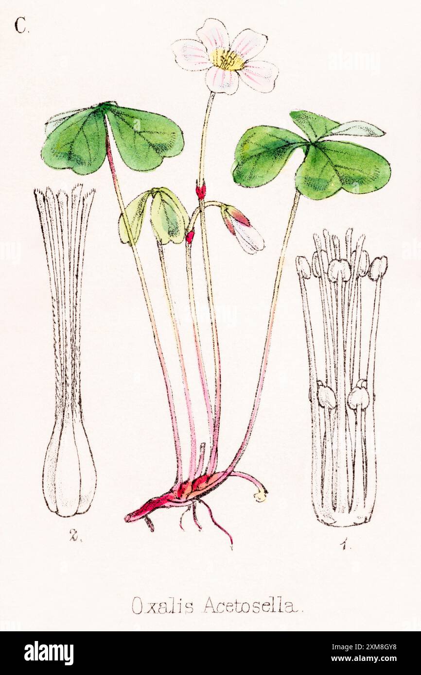 ARABIA エステリ・トムラ ボタニカ \"Oxalis acetosella\" ARABIA エステリトムラ Botanica Oxalis acetosella コミヤマ
