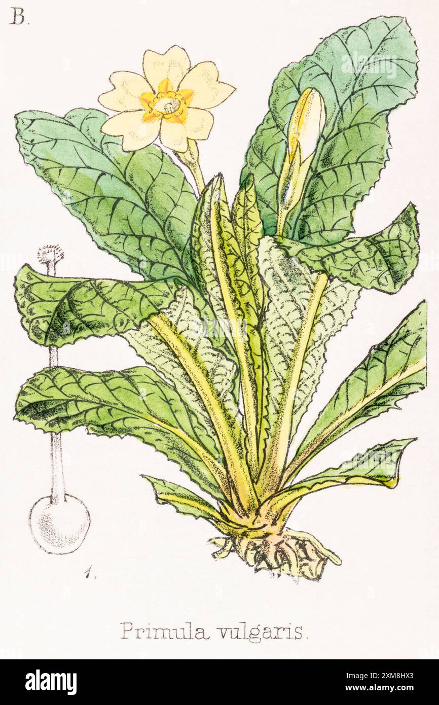 19th c. hand-tinted botanical illustration of Primula vulgaris / Primrose in Field Botanist's Companion by Thomas Moore [1862]. Medicinal plant Stock Photo