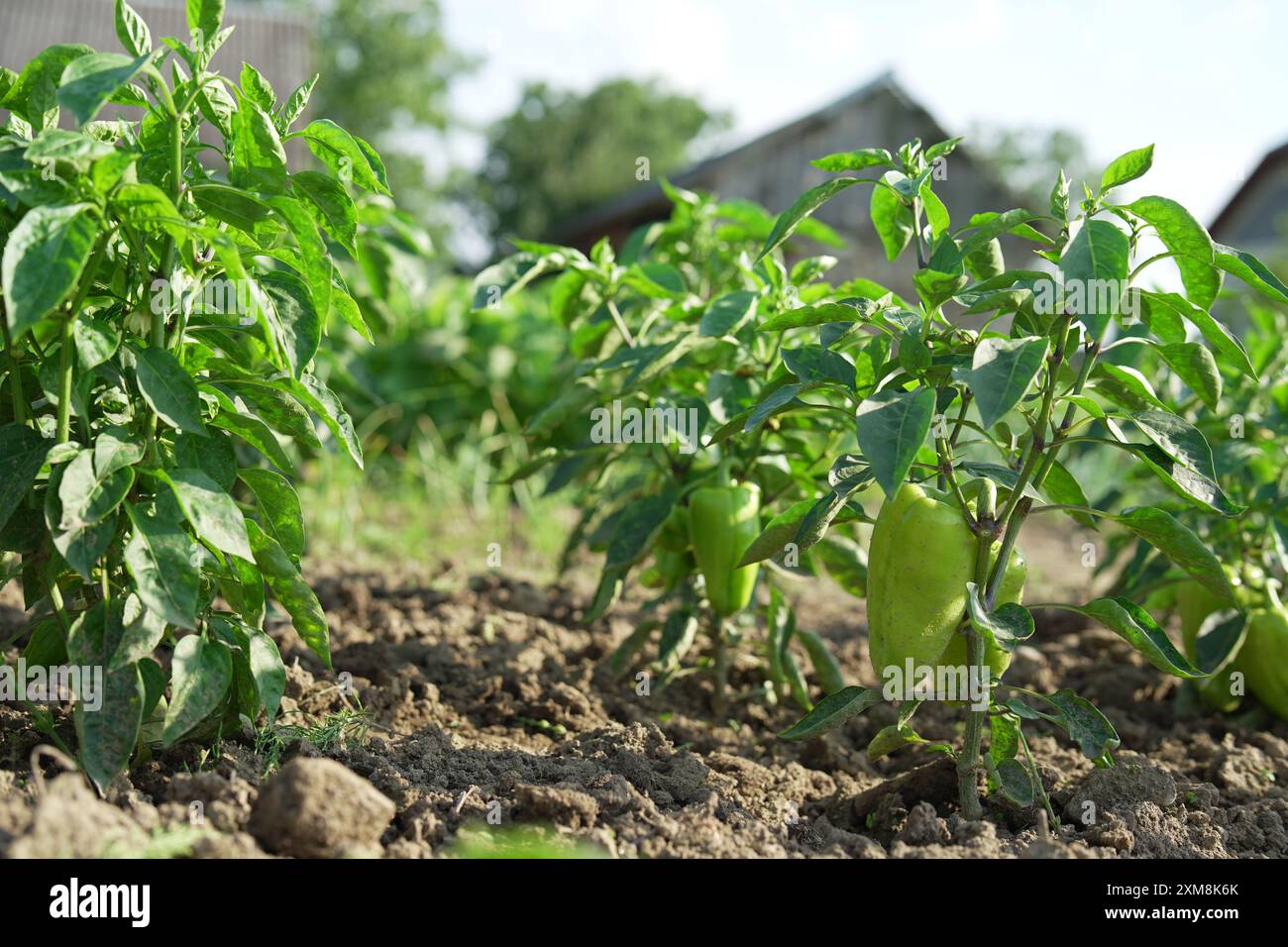 Bell pepper plants hi-res stock photography and images - Alamy