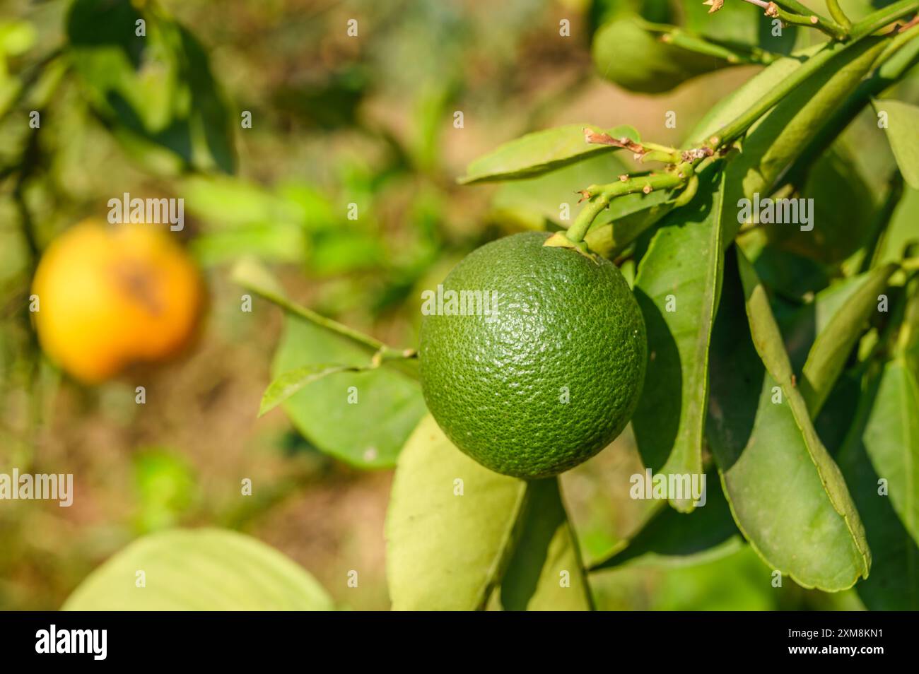 Oranges Ripe And Not Ripes Green oranges, still ripening and not yet ready to harvest Stock Photo ...