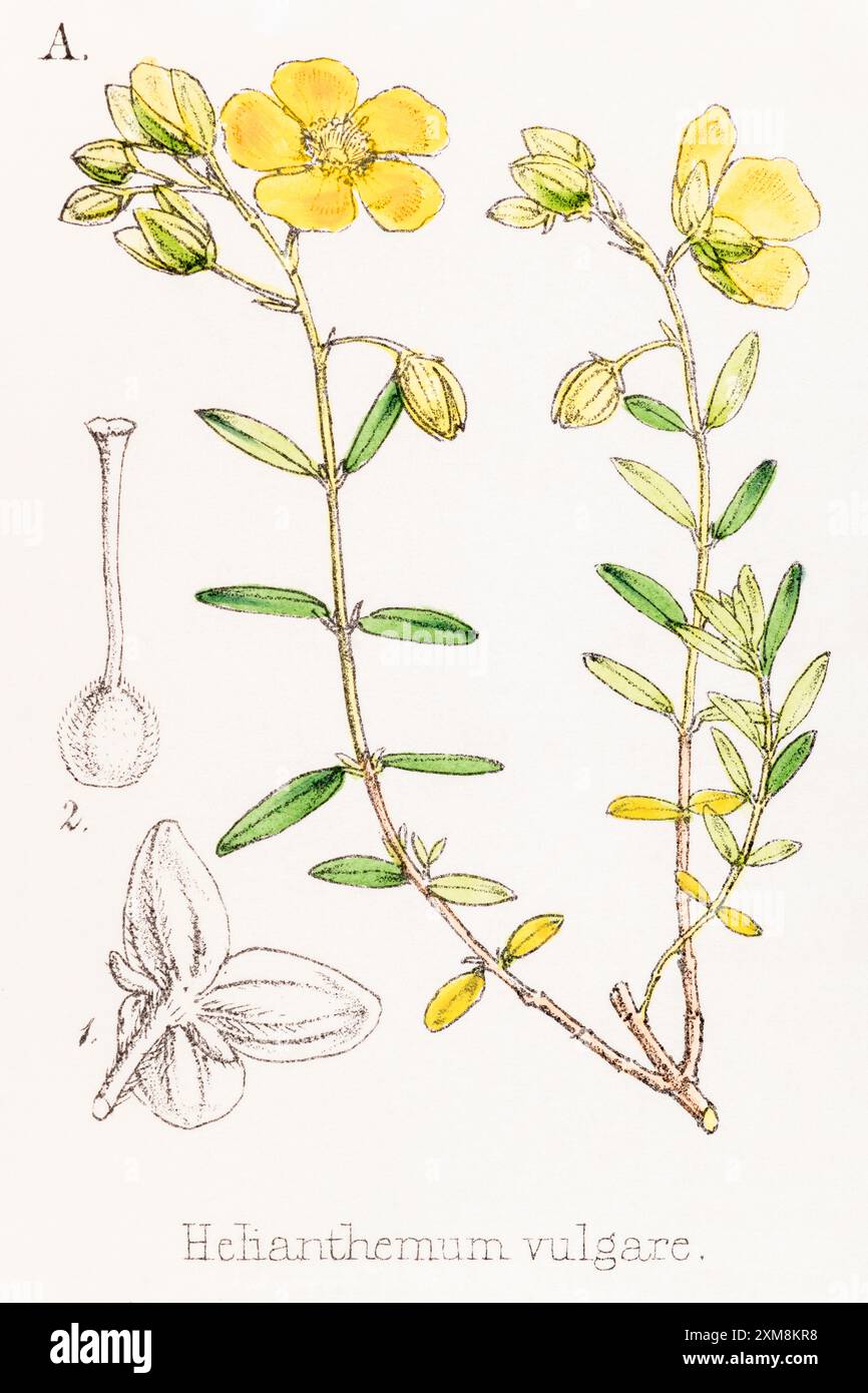 19th c. hand-tinted botanical illustration of Helianthemum vulgare ...