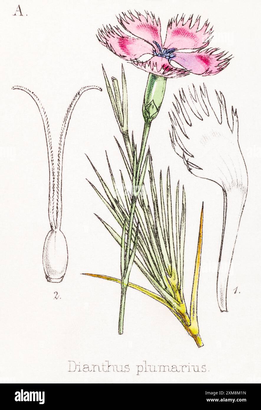 19th c. hand-tinted botanical illustration of Dianthus plumarius ...