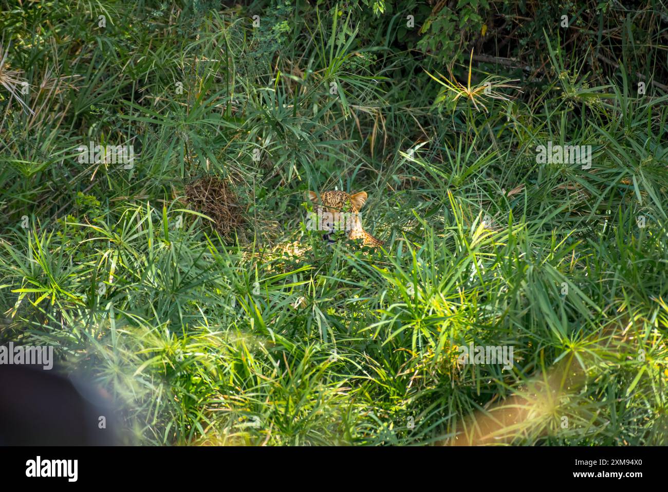 Masai mara safari sighting hi-res stock photography and images - Alamy