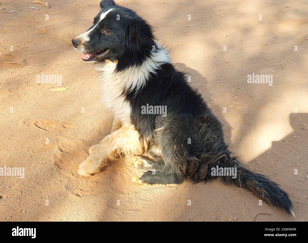 Border collie fur furry hi res stock photography and images Page 5 Alamy