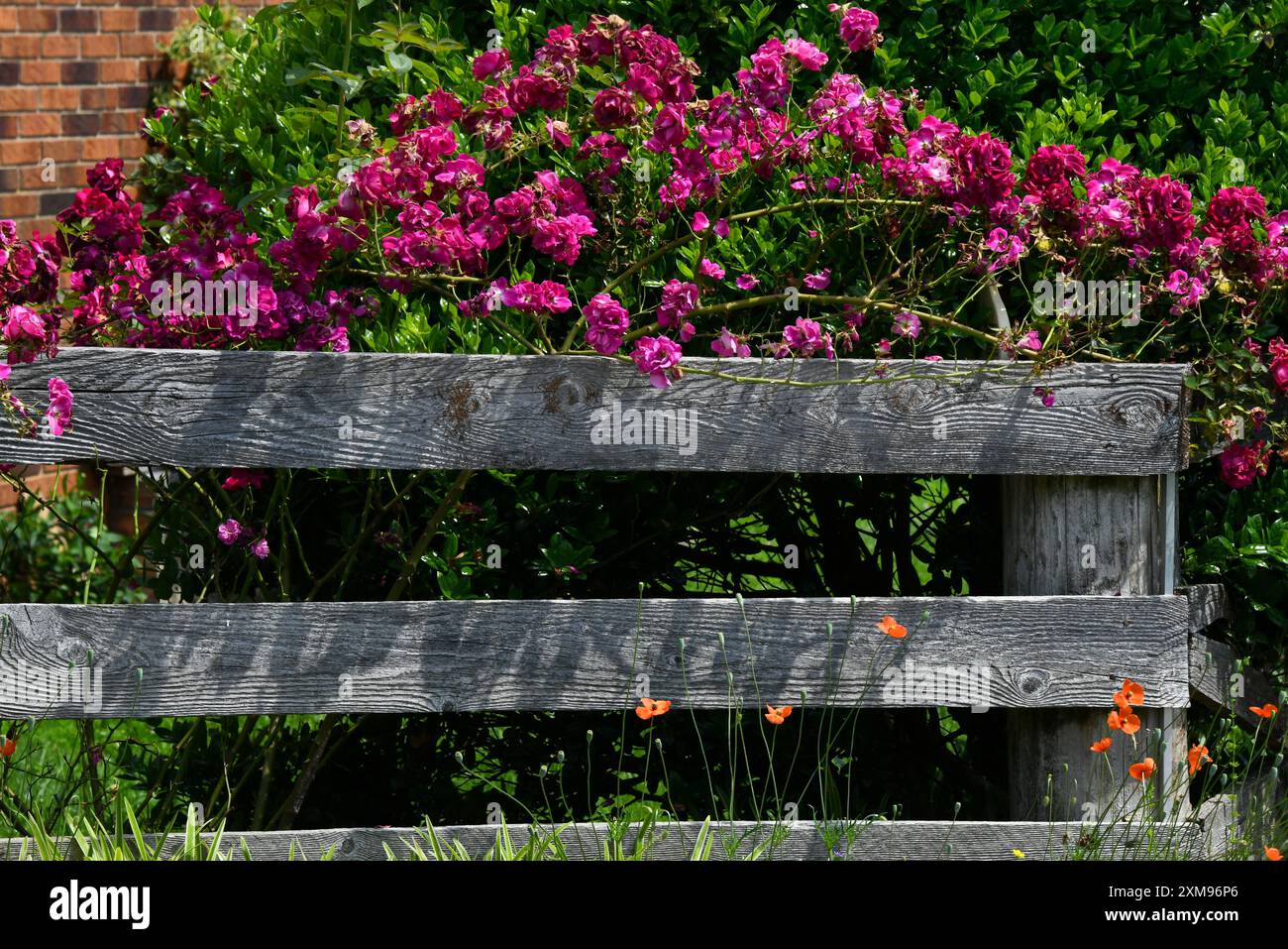 Rustic, old wooden fence supports pink and red climbing roses. Wood is ...
