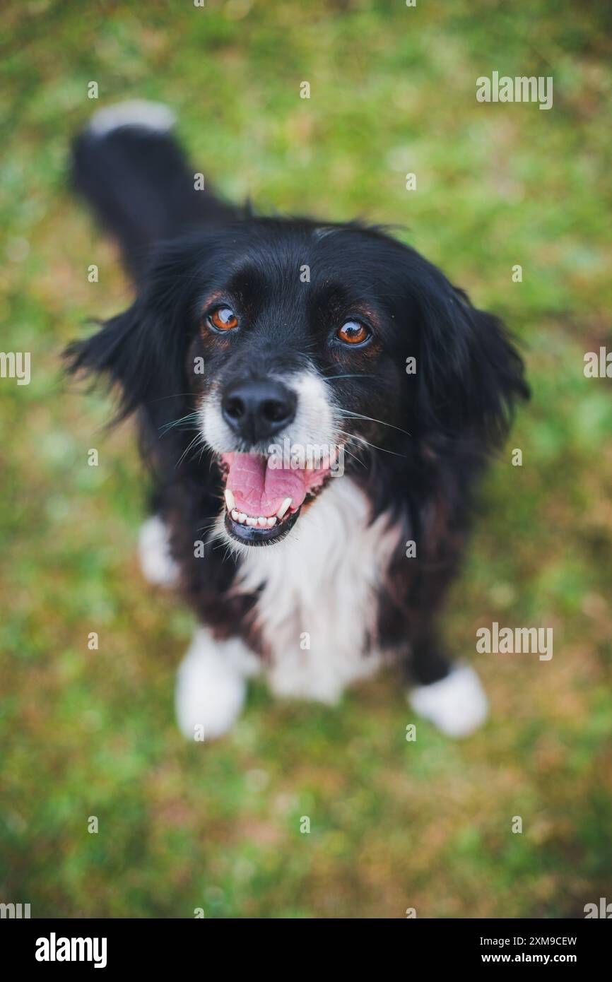 Mixed breed dog Stock Photo