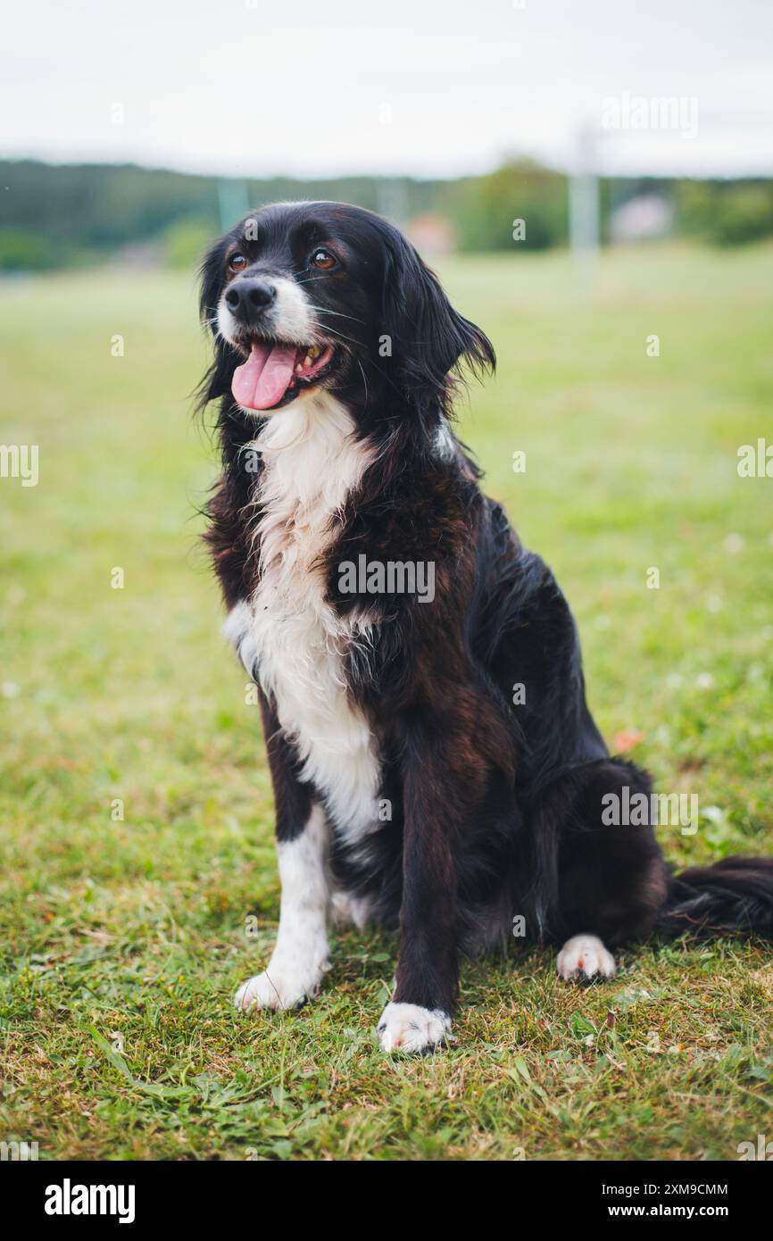 Mixed breed dog Stock Photo