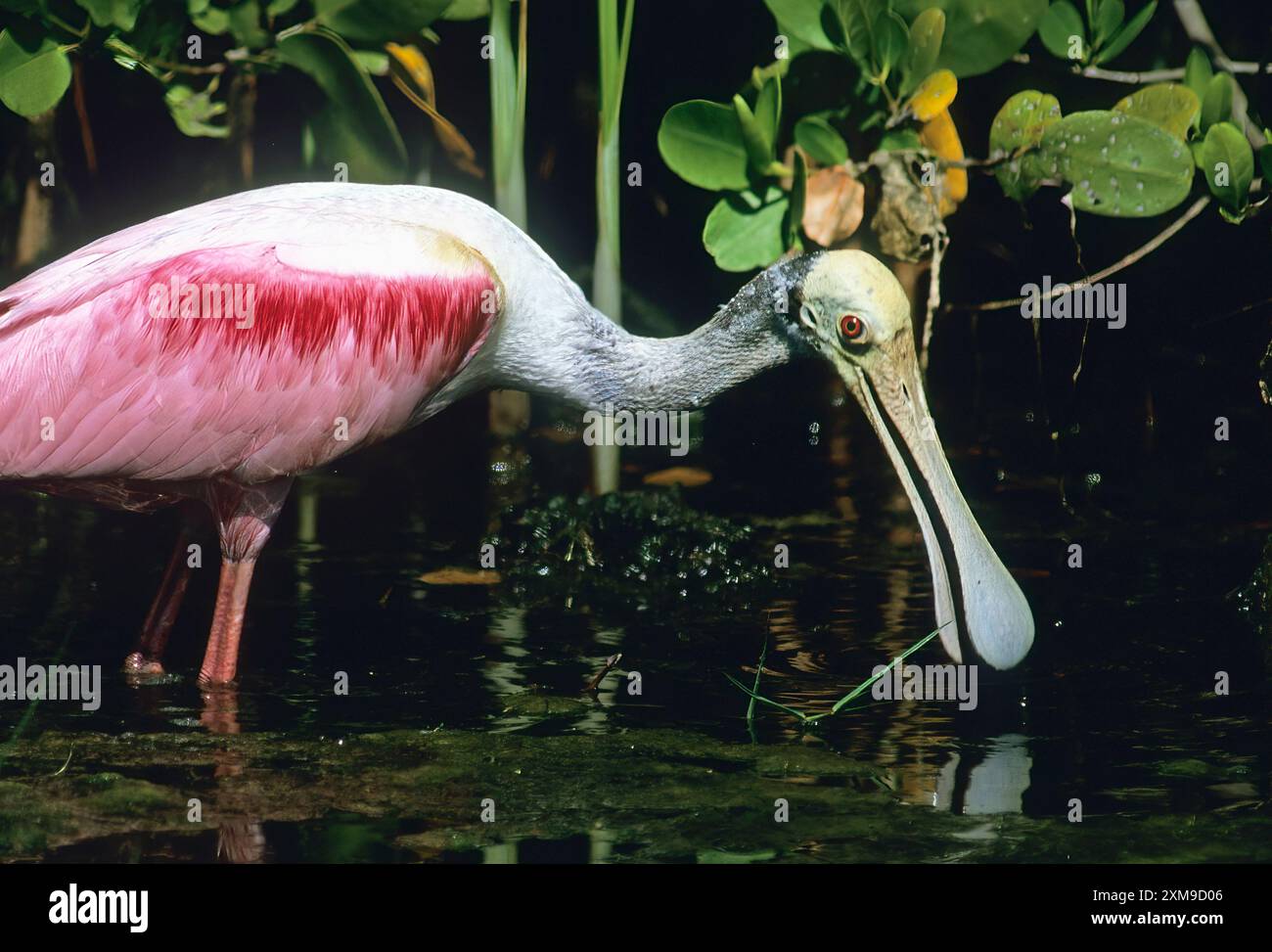Roseate spoonbill Stock Photo - Alamy