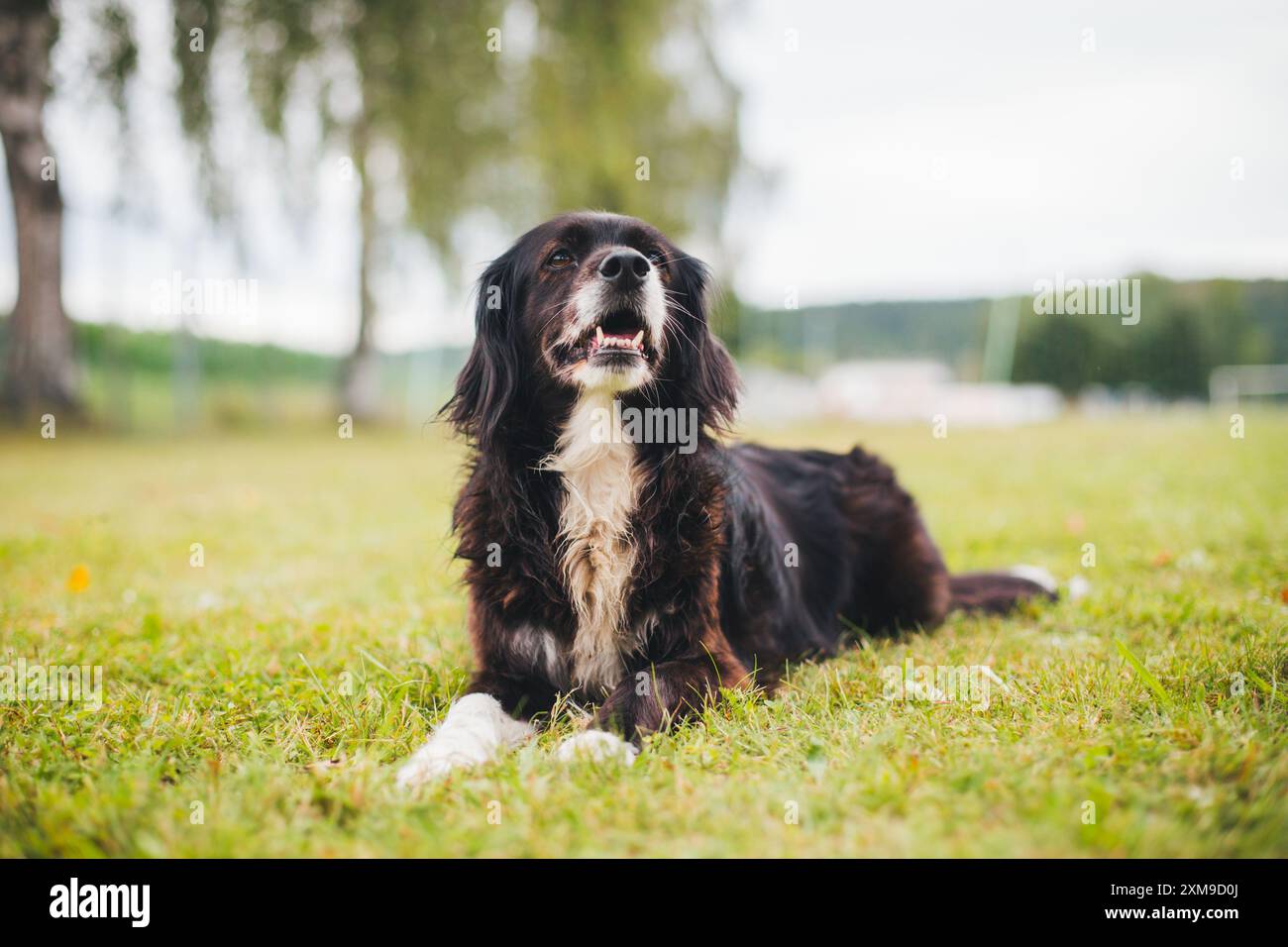 Mixed breed dog Stock Photo