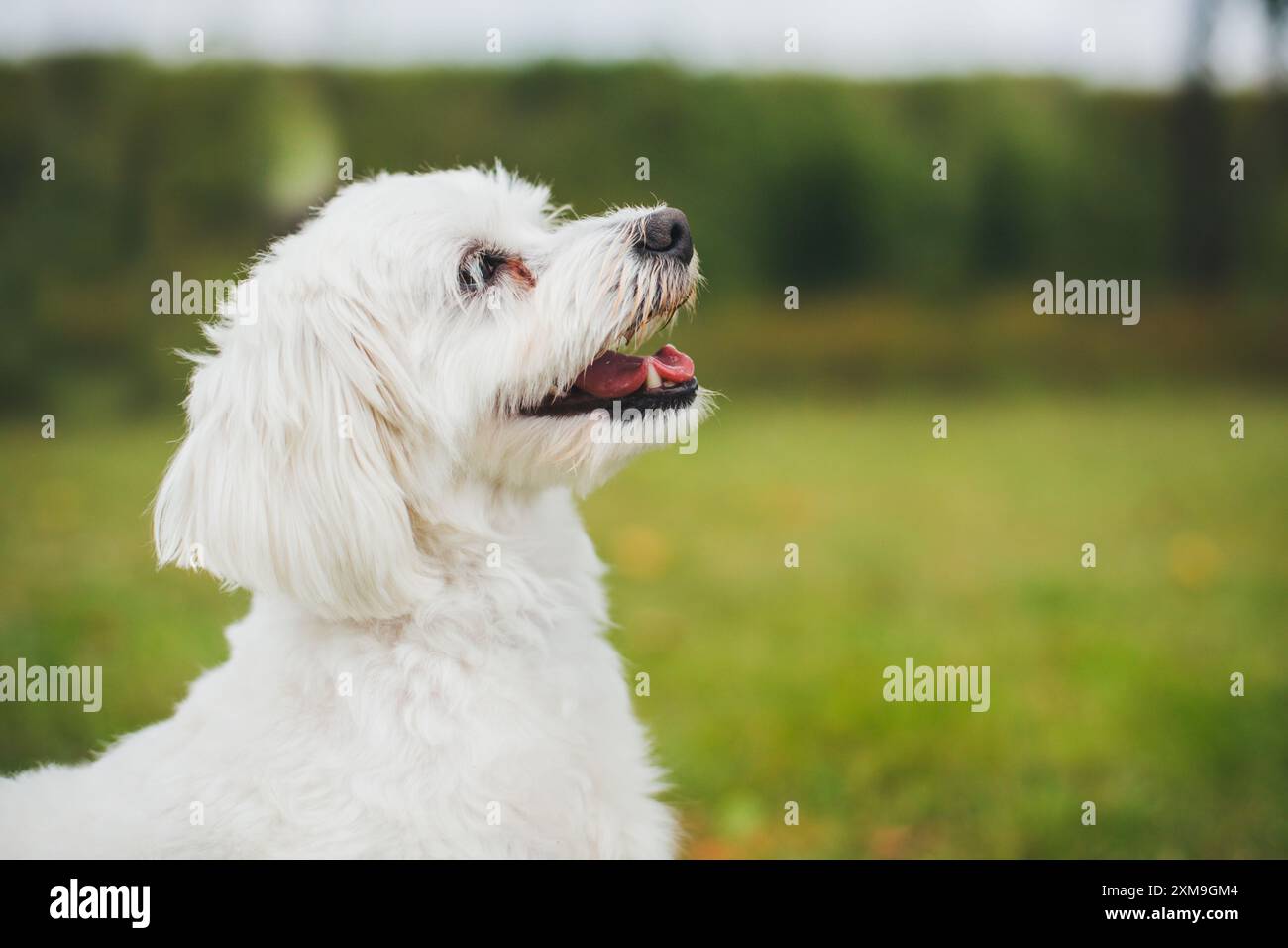 Maltese dog Stock Photo