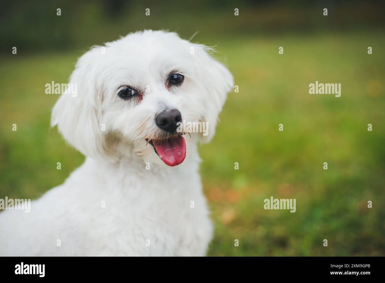 Maltese dog Stock Photo