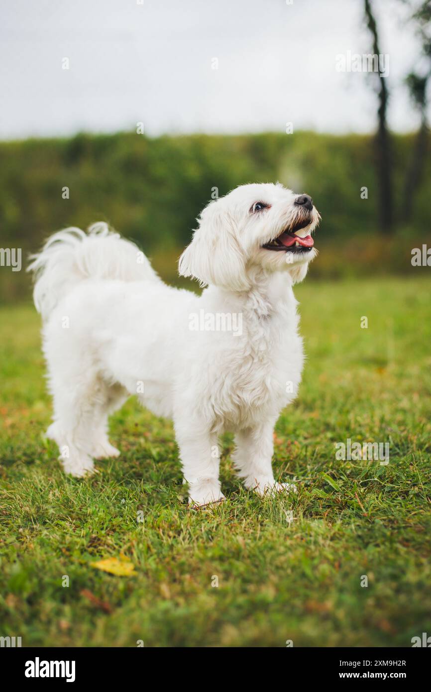 Maltese dog Stock Photo