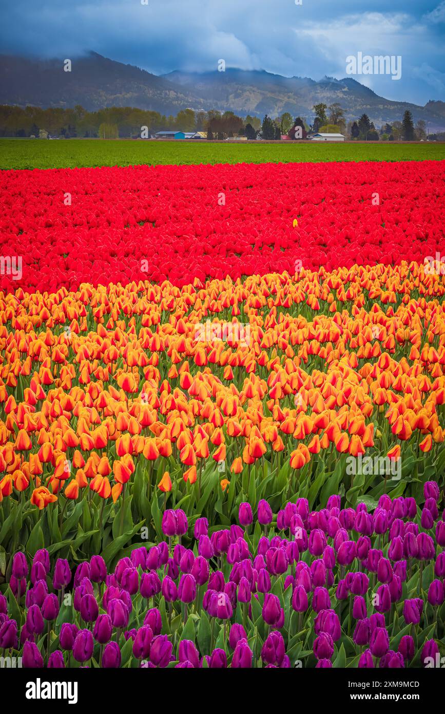The Skagit Valley Tulip Festival is a tulip festival in the Skagit Valley of Washington state, United States. Stock Photo