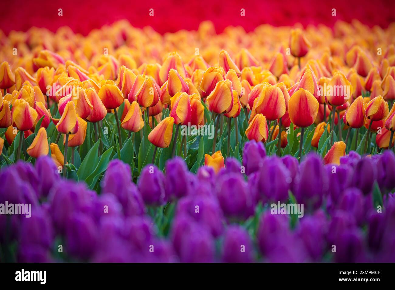 The Skagit Valley Tulip Festival is a tulip festival in the Skagit Valley of Washington state, United States. Stock Photo