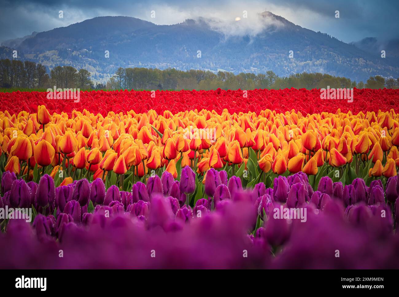 The Skagit Valley Tulip Festival is a tulip festival in the Skagit Valley of Washington state, United States. Stock Photo
