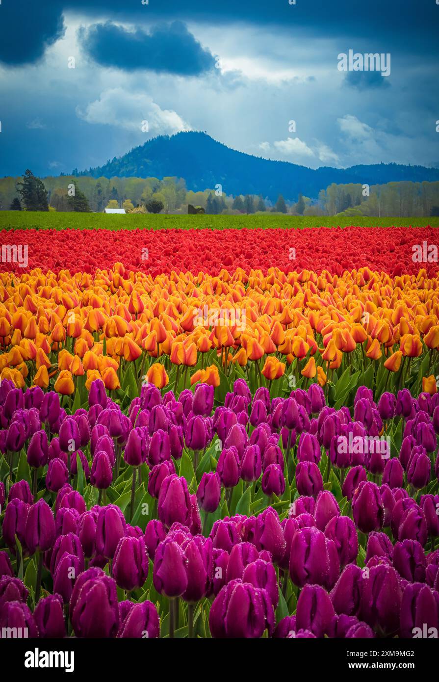 The Skagit Valley Tulip Festival is a tulip festival in the Skagit Valley of Washington state, United States. Stock Photo