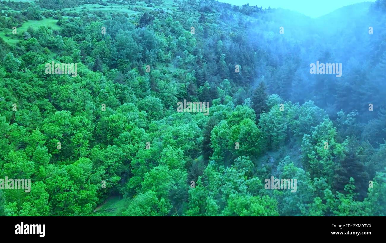 Misty landscape fir forest hi-res stock photography and images - Alamy