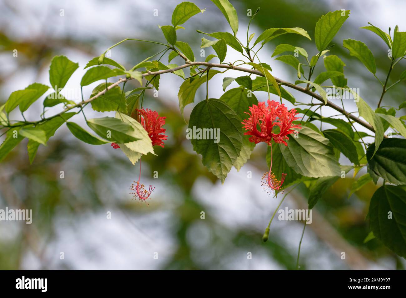 Hibiscus flower with plant hi-res stock photography and images - Alamy