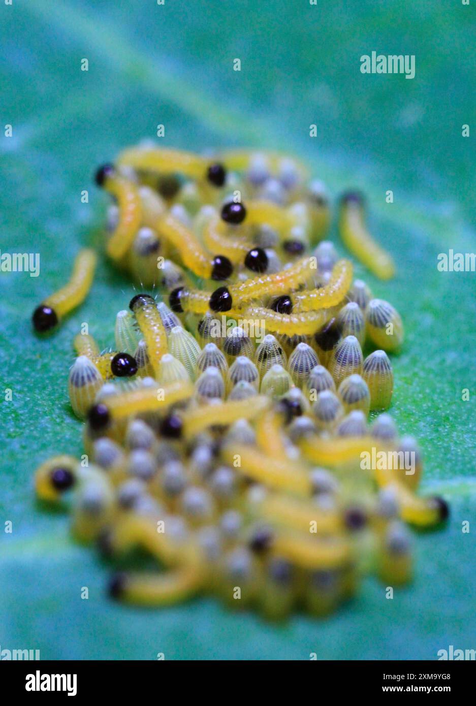 Caterpillars of the cabbage white butterfly, July, Germany Stock Photo ...