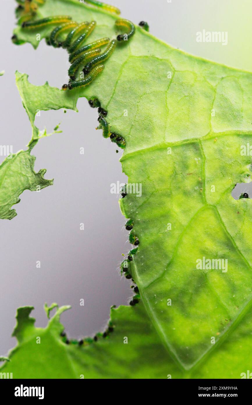 Caterpillars of the cabbage white butterfly, July, Germany Stock Photo ...
