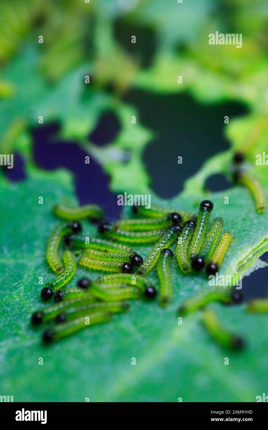 Caterpillars of the cabbage white butterfly, July, Germany Stock Photo ...