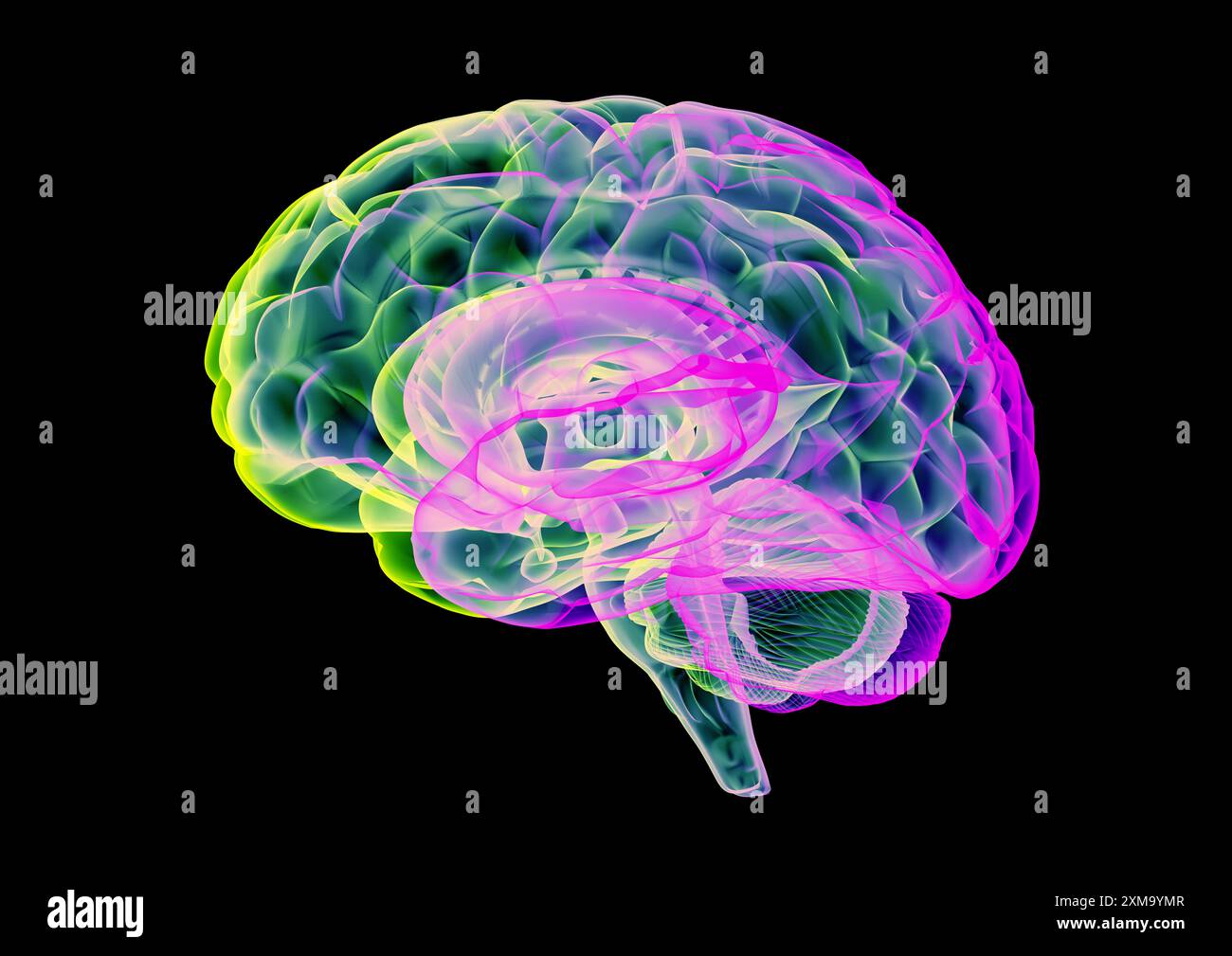 Illustration of a human brain Stock Photo - Alamy