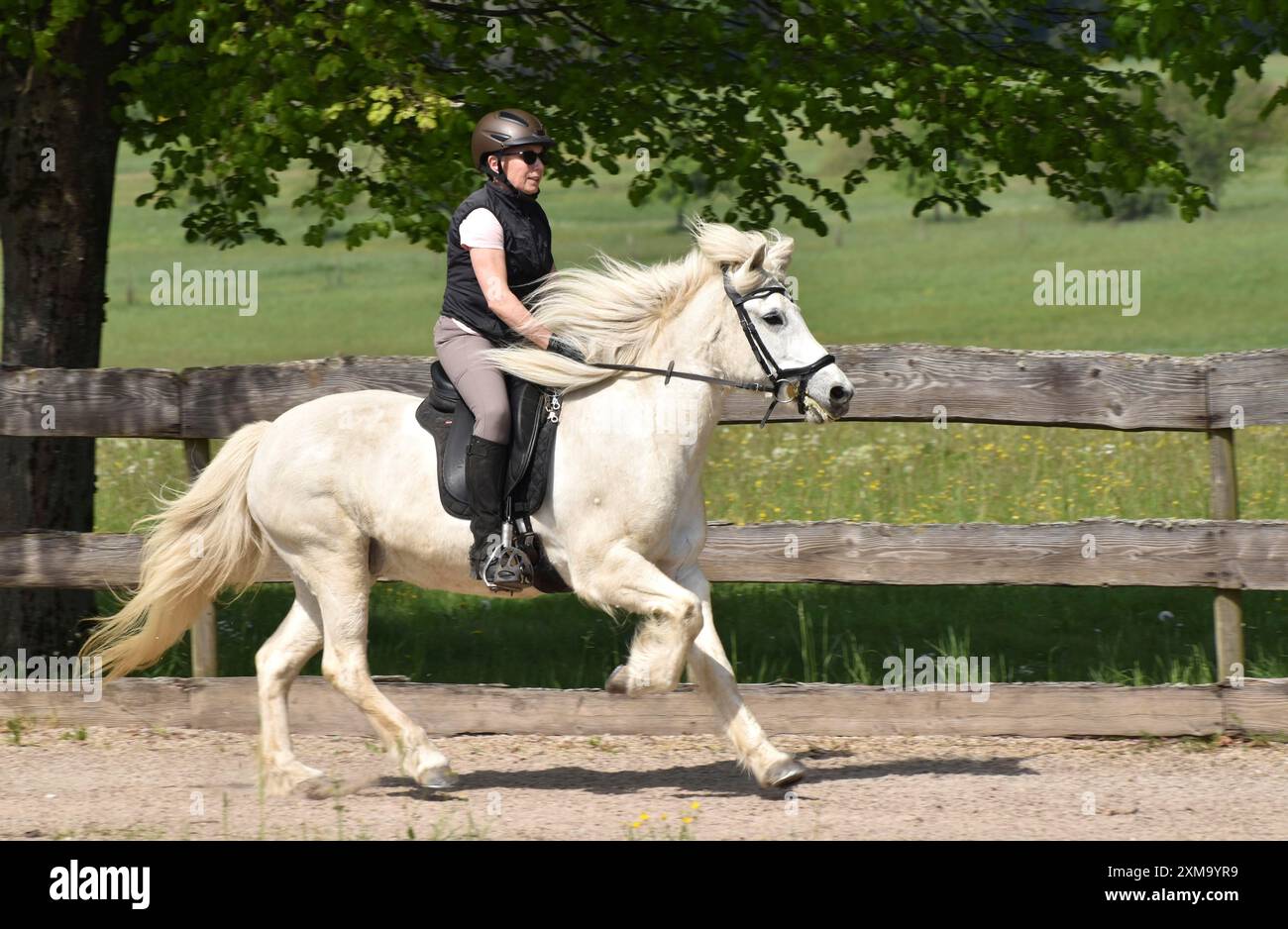 Older rider training an Icelandic horse at a gallop on an oval track Stock Photo