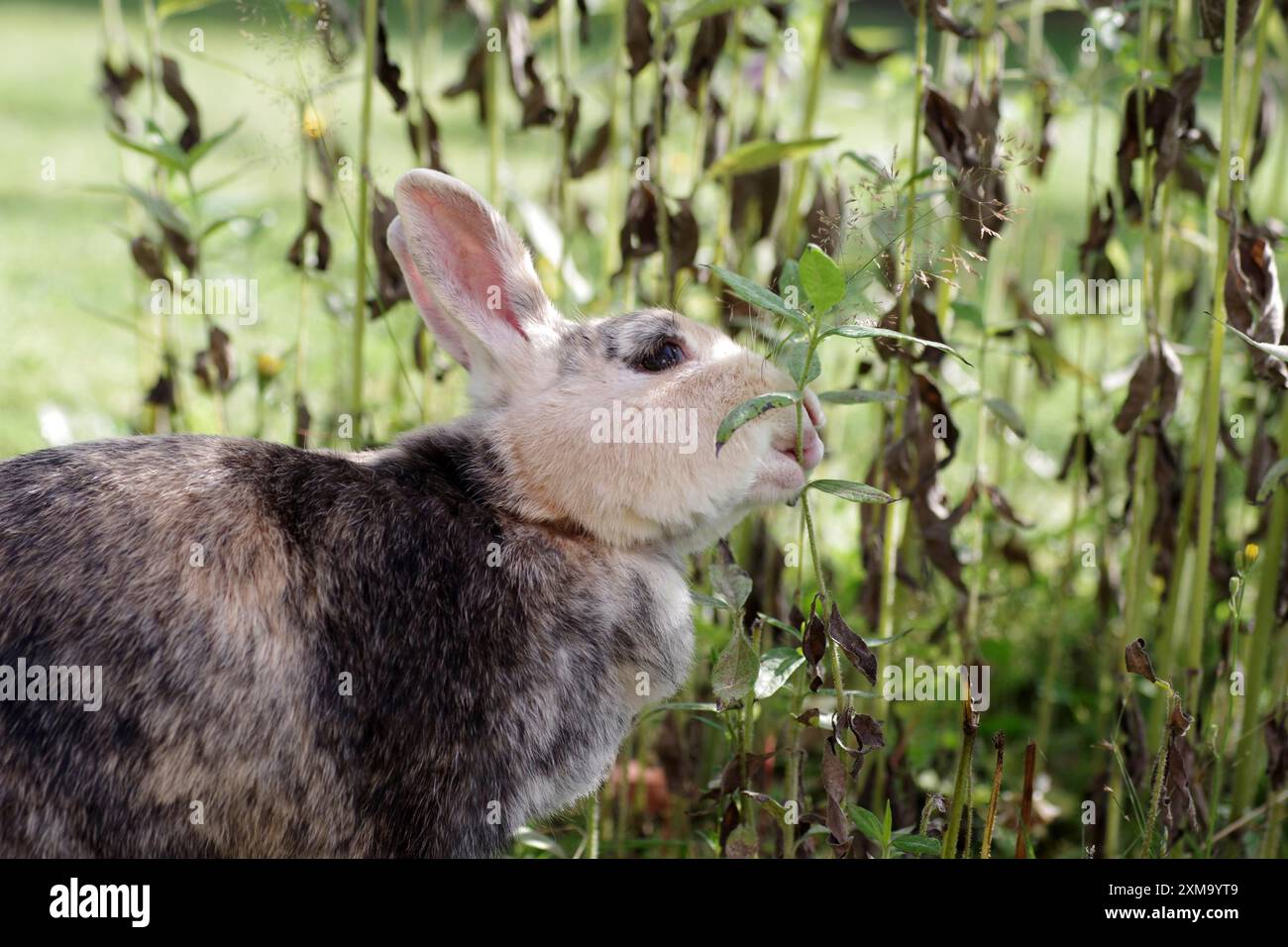 Rabbit (Oryctolagus cuniculus domestica), profile, eating, plant stalk ...