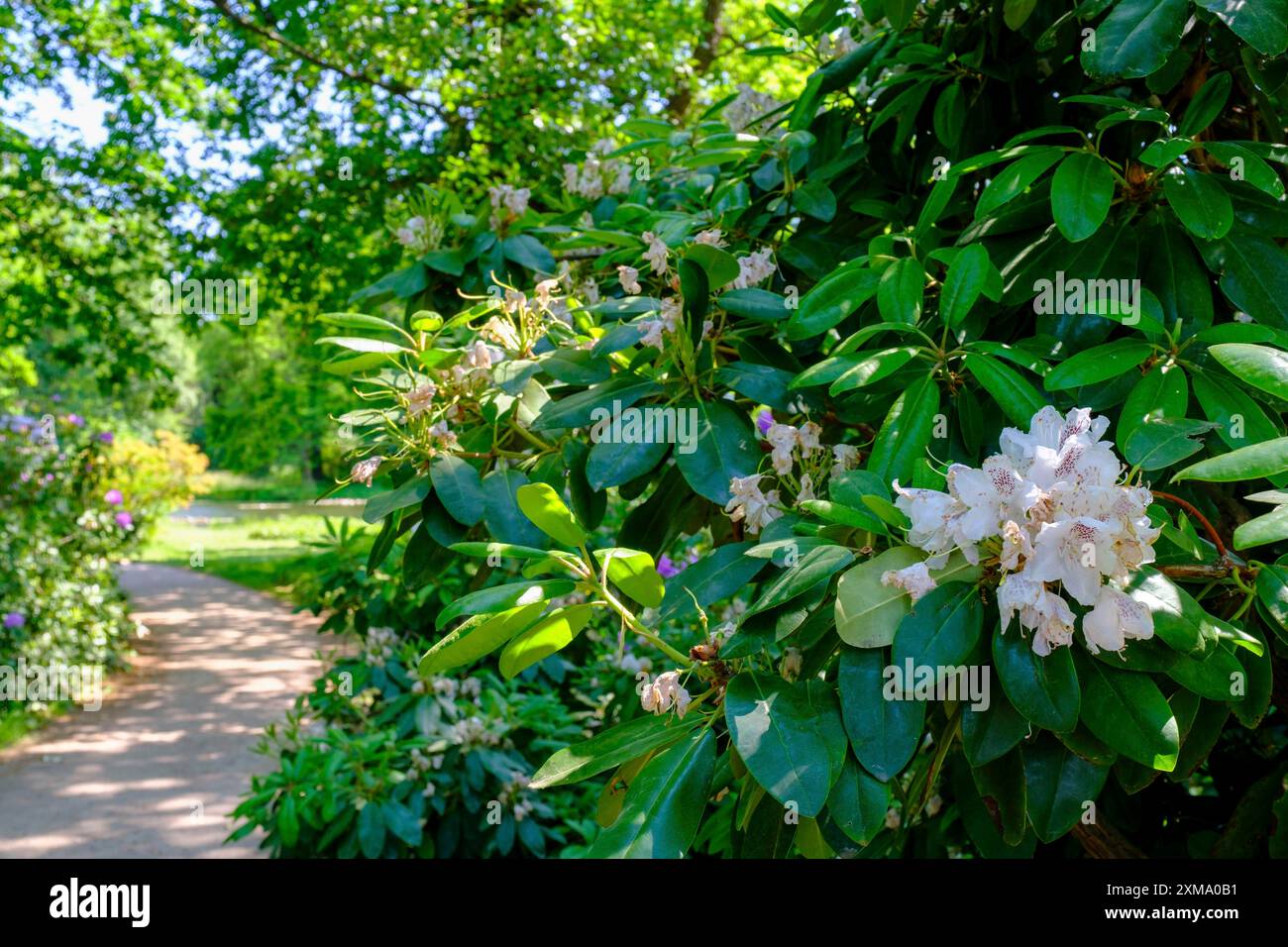 Rhododendron, Dessau-Woerlitz Garden Kingdom, Woerlitz Park, UNESCO World  Heritage Garden Kingdom of Dessau-Woerlitz, Dessau, Saxony-Anhalt, Germany  Stock Photo - Alamy