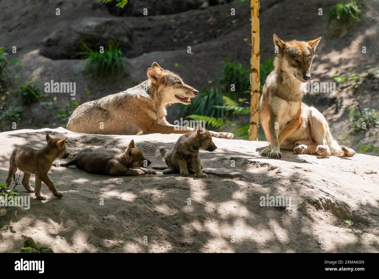 Wolf family resting in natural surroundings with pups in a clearing ...